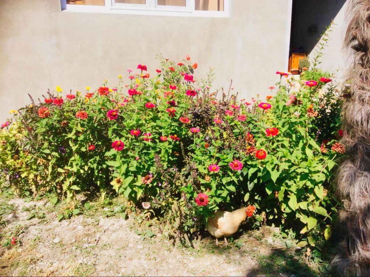 Bed and Breakfast House On Ashiq Cuma Street 8 Шеки Экстерьер фото